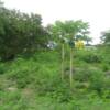 Undeveloped portion of the property
